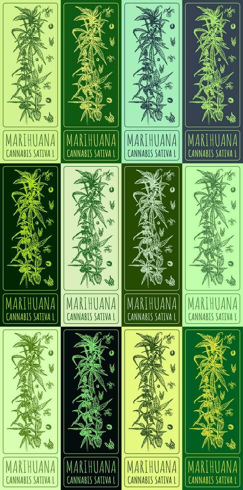 Set of vector drawing of MARIHUANA in various colors. Hand drawn illustration. Latin name CANNABIS SATIVA L.