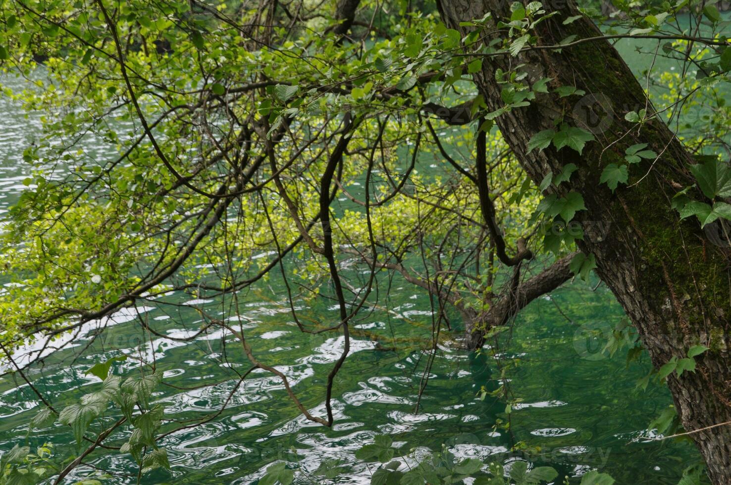 Levico lake in Levico Terme photo