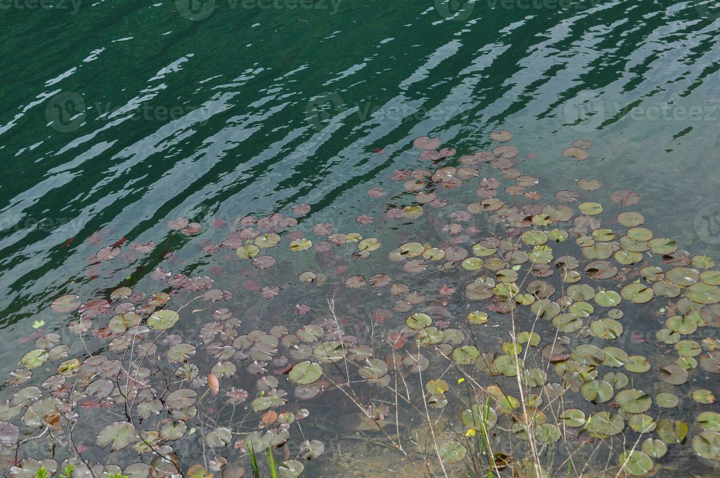 water lily plant scient. name Nymphaea photo