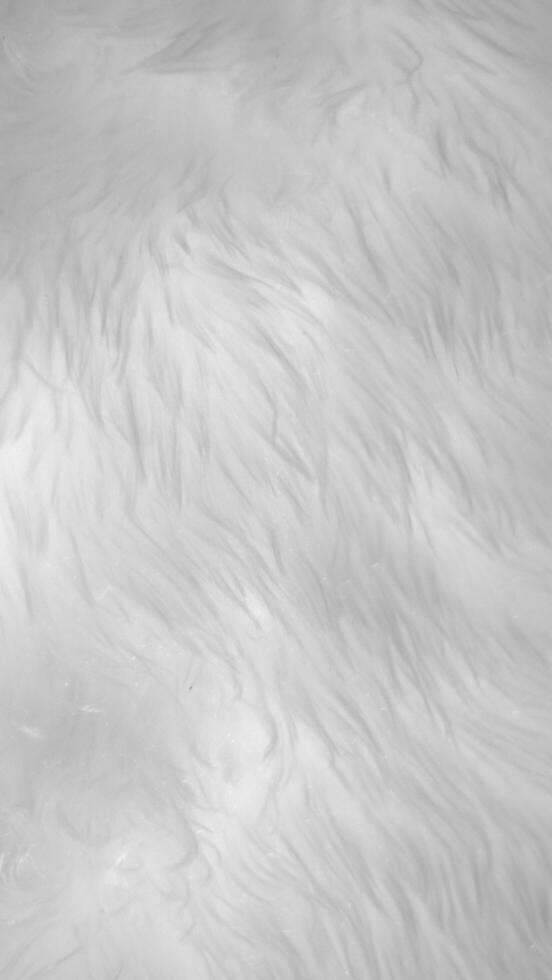 White clean wool texture background. light natural sheep wool. white seamless cotton. texture of fluffy fur for designers. close-up fragment white wool carpet... photo