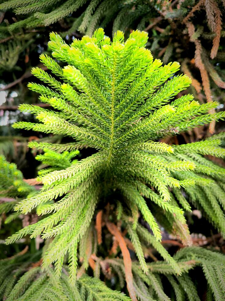 decorativo abeto árbol o norflok abeto o araucaria heterophylla hojas para antecedentes foto