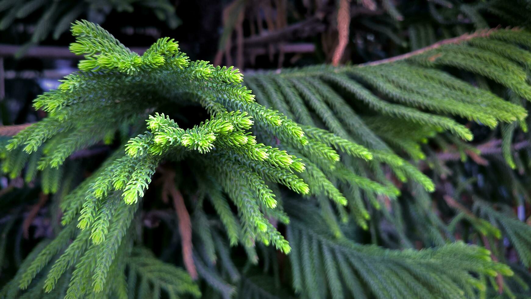 decorativo abeto árbol o norflok abeto o araucaria heterophylla hojas para antecedentes foto