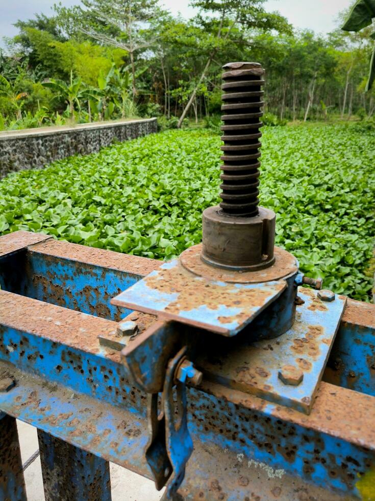 Water hyacinth grows abundantly and fills the surface of the river photo