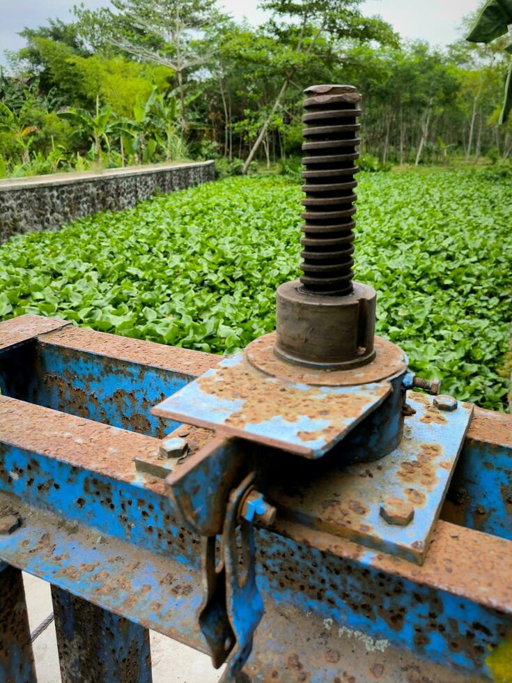 Water hyacinth grows abundantly and fills the surface of the river photo