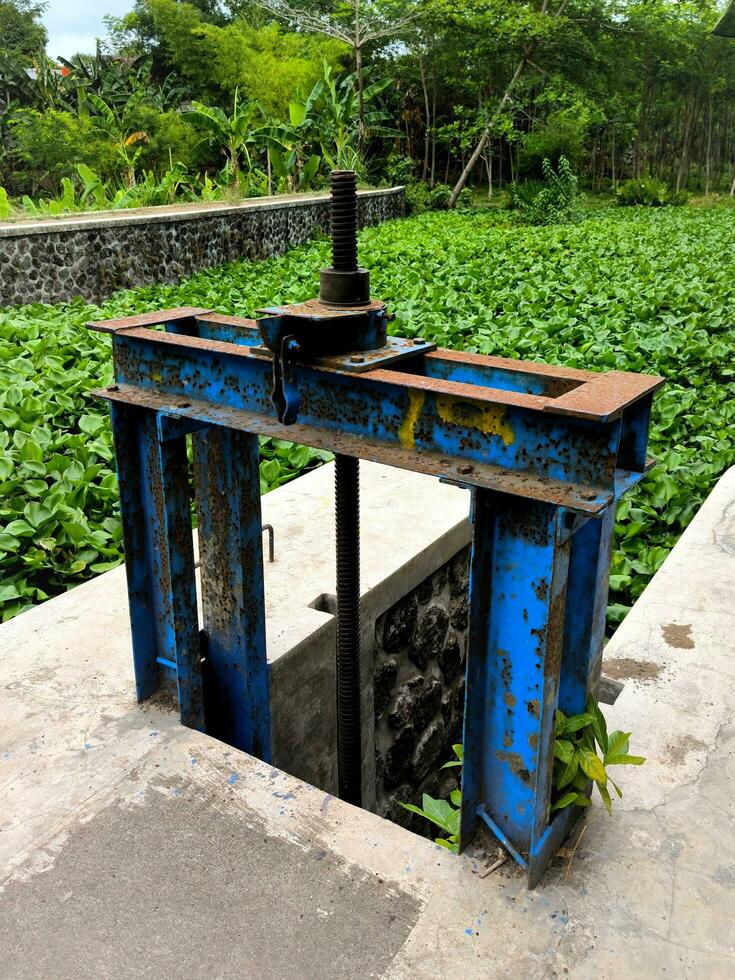 Water hyacinth grows abundantly and fills the surface of the river photo