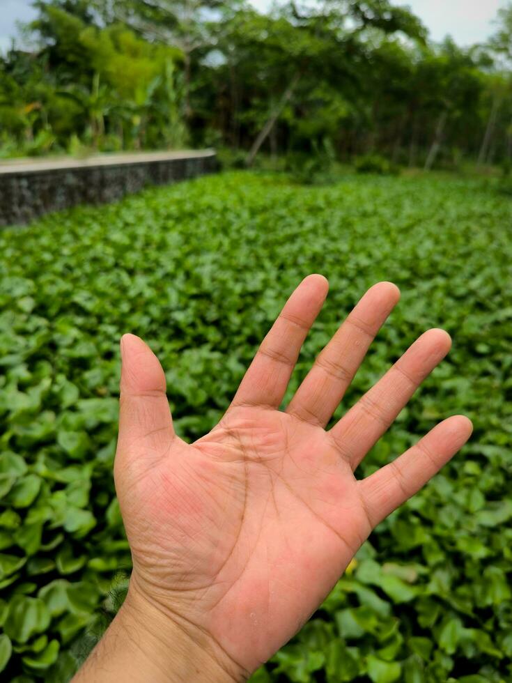 Water hyacinth grows abundantly and fills the surface of the river photo