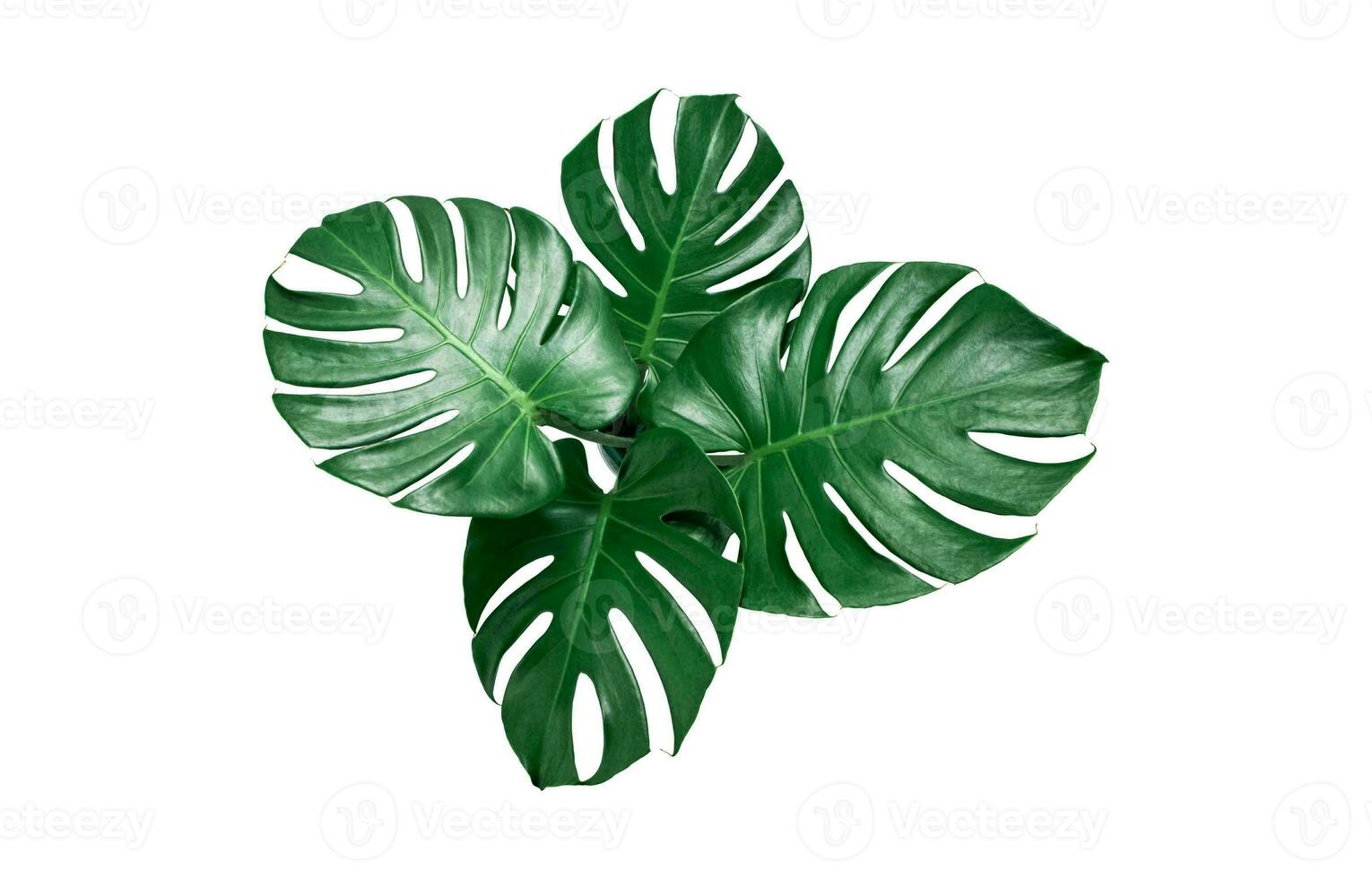Monstera Leaf, Tropical Botanical Plant in Stylish Decorative Design Isolated on Empty Background photo