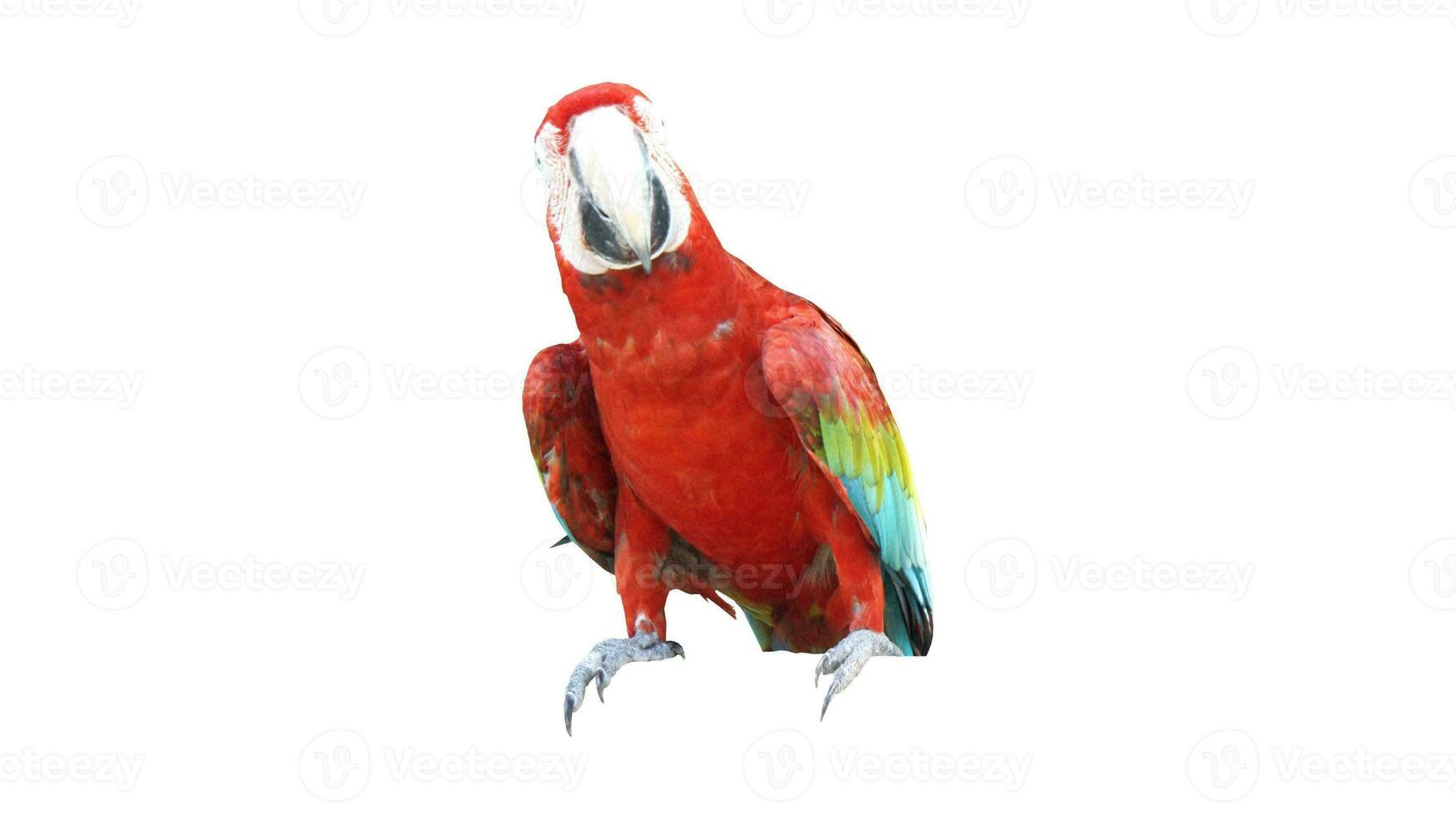 Colorful Parrot Macaw, Exotic Tropical Bird with Vibrant Plumage, Isolated on Empty Background photo