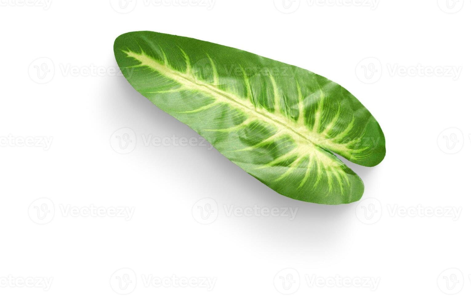 Monstera Leaf, Tropical Botanical Plant in Stylish Decorative Design Isolated on Empty Background photo