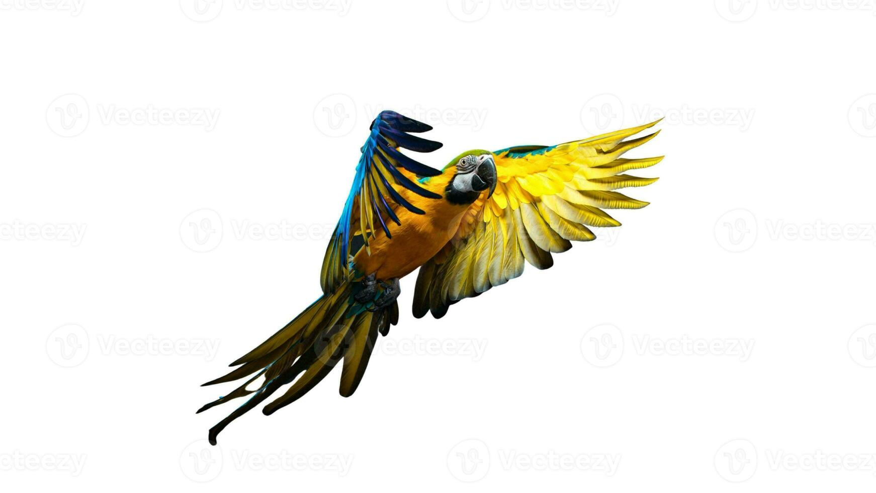 Colorful Parrot Macaw, Exotic Tropical Bird with Vibrant Plumage, Isolated on Empty Background photo
