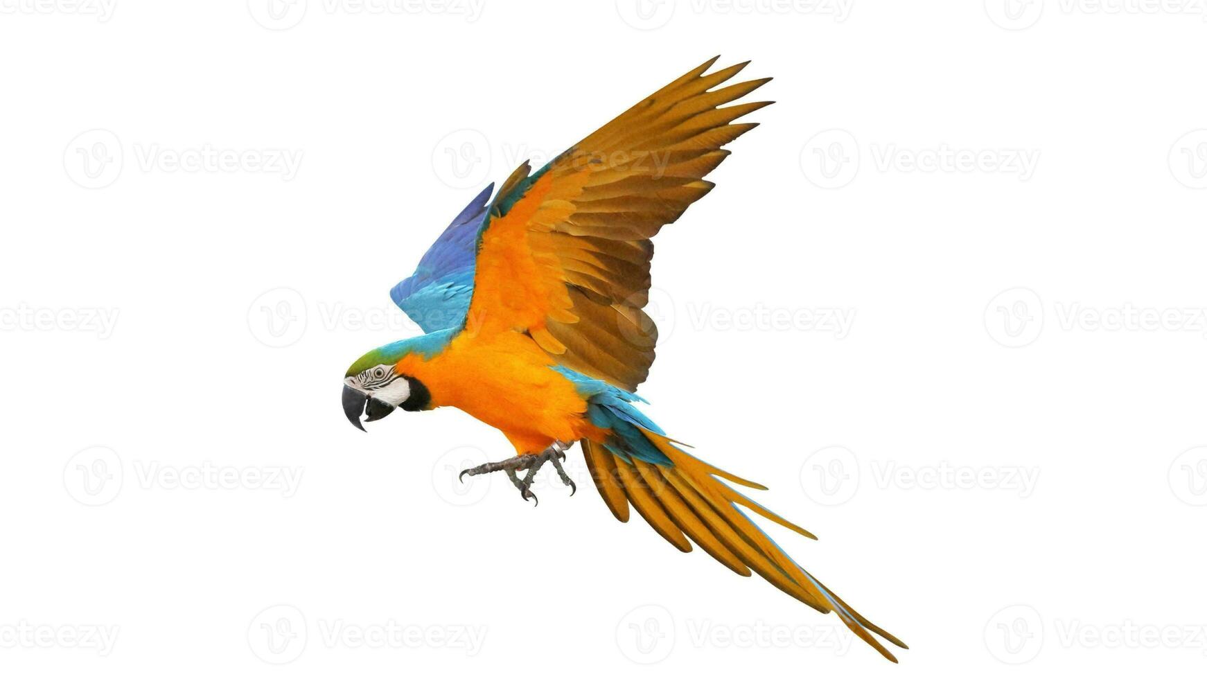 Colorful Parrot Macaw, Exotic Tropical Bird with Vibrant Plumage, Isolated on Empty Background photo