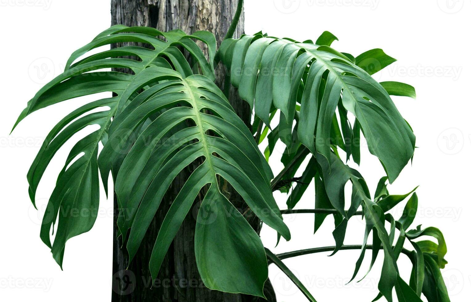 Monstera Leaf, Tropical Botanical Plant in Stylish Decorative Design Isolated on Empty Background photo
