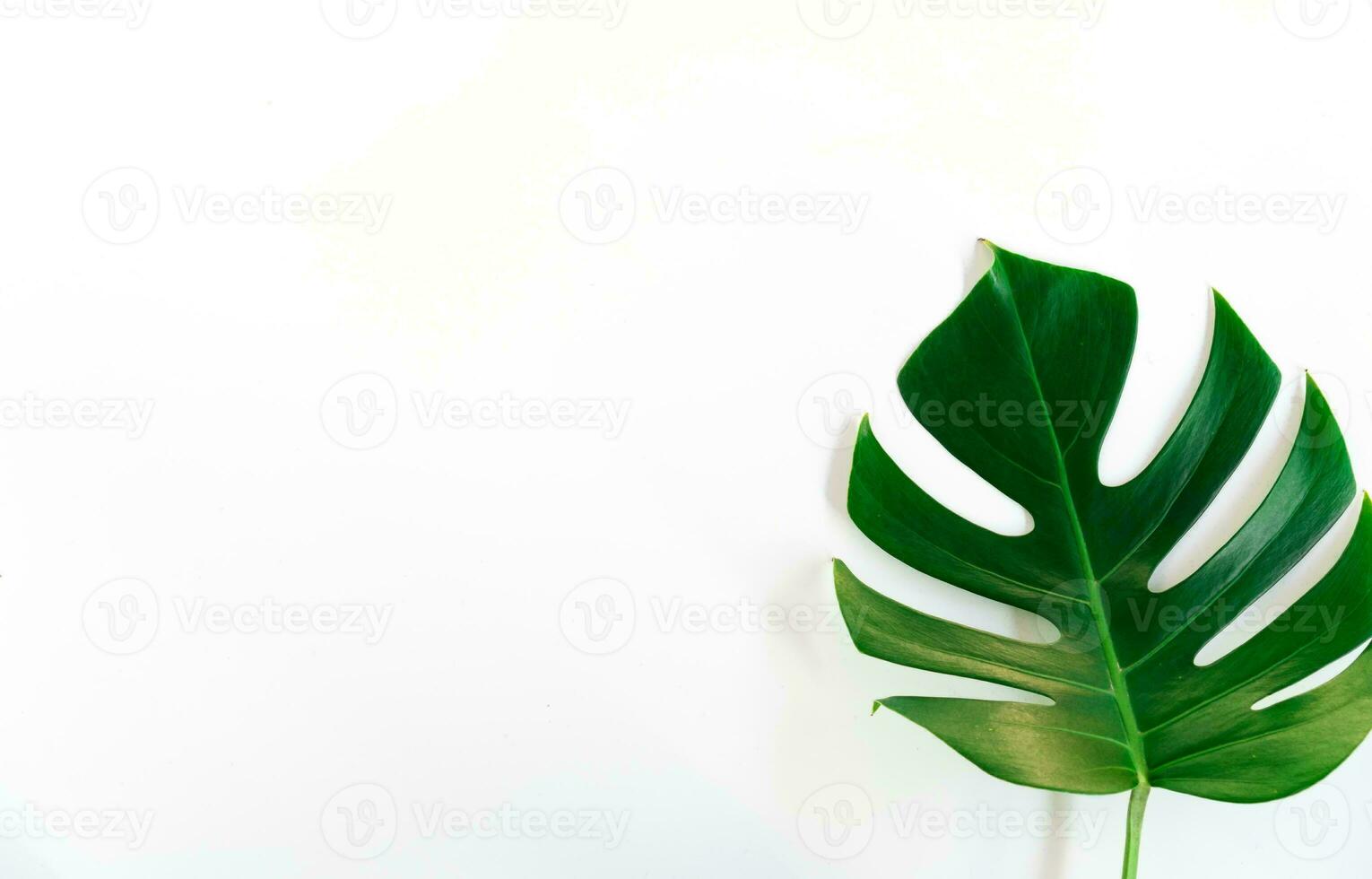 monstera hoja, tropical botánico planta en elegante decorativo diseño aislado en vacío antecedentes foto