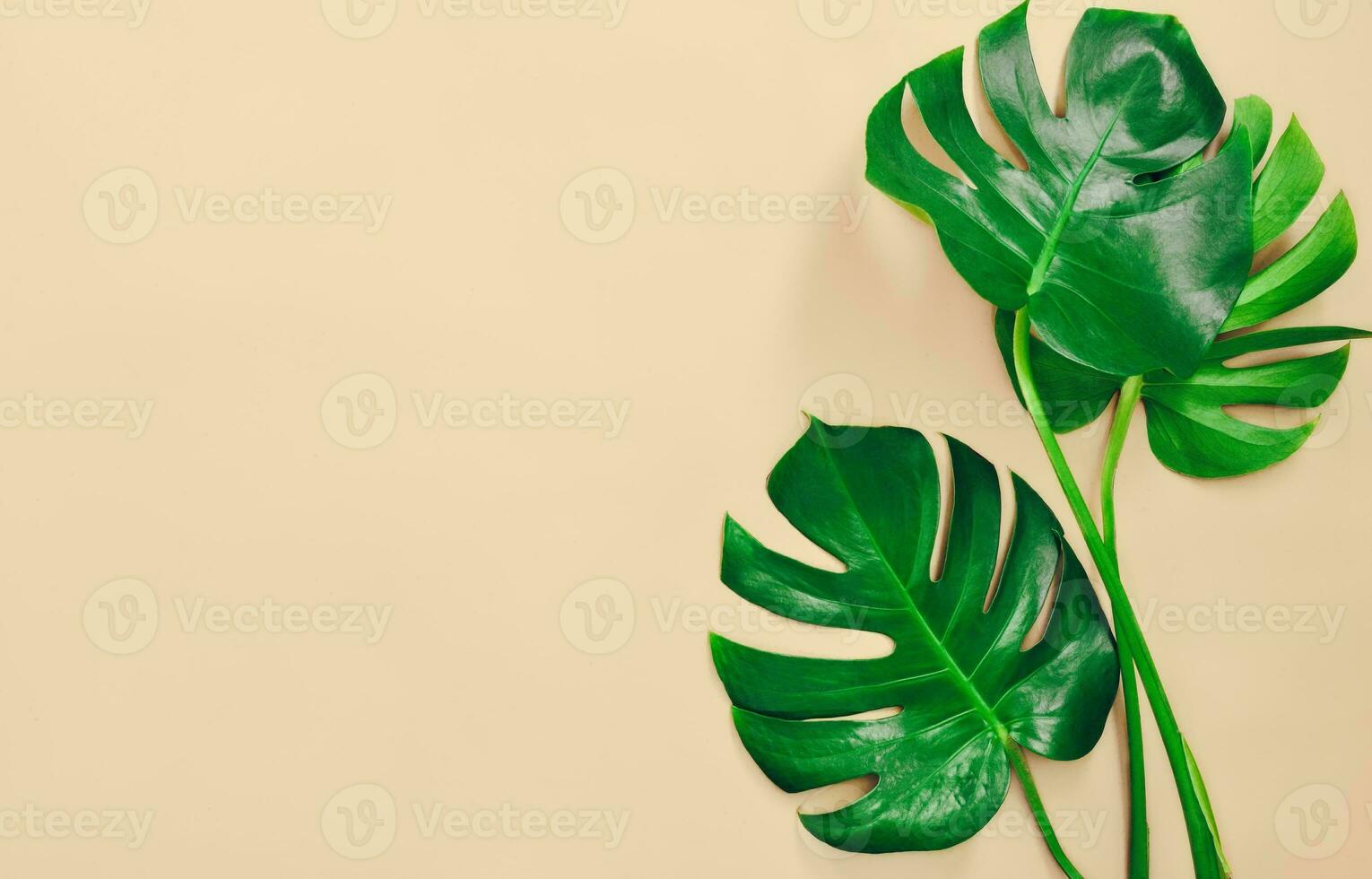 Monstera Leaf, Tropical Botanical Plant in Stylish Decorative Design Isolated on Empty Background photo