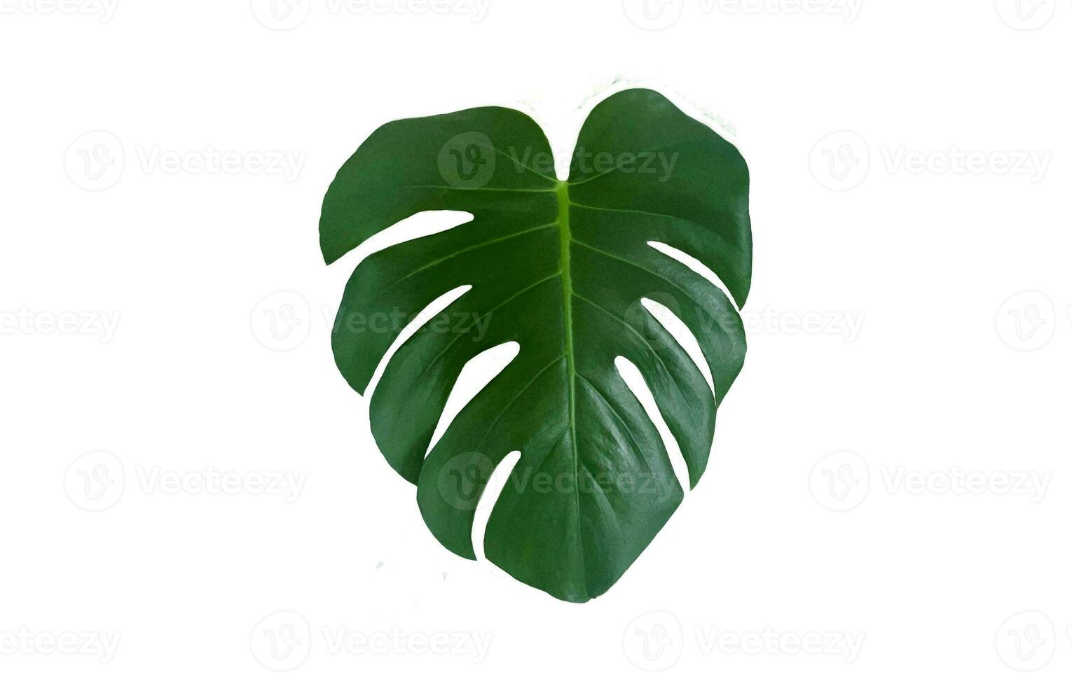 Monstera Leaf, Tropical Botanical Plant in Stylish Decorative Design Isolated on Empty Background photo