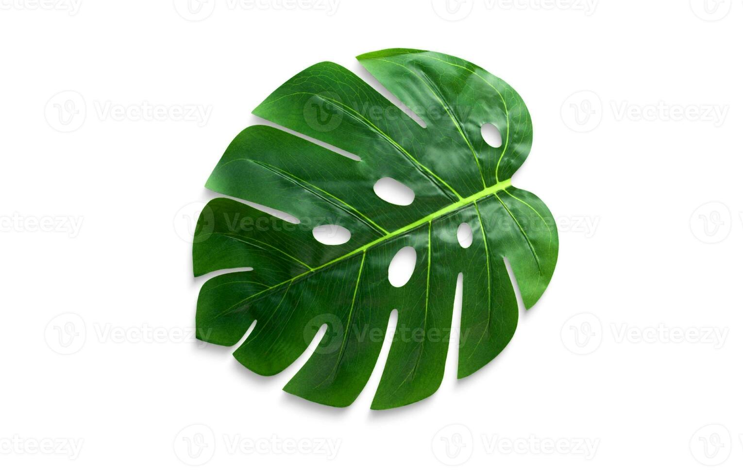 Monstera Leaf, Tropical Botanical Plant in Stylish Decorative Design Isolated on Empty Background photo