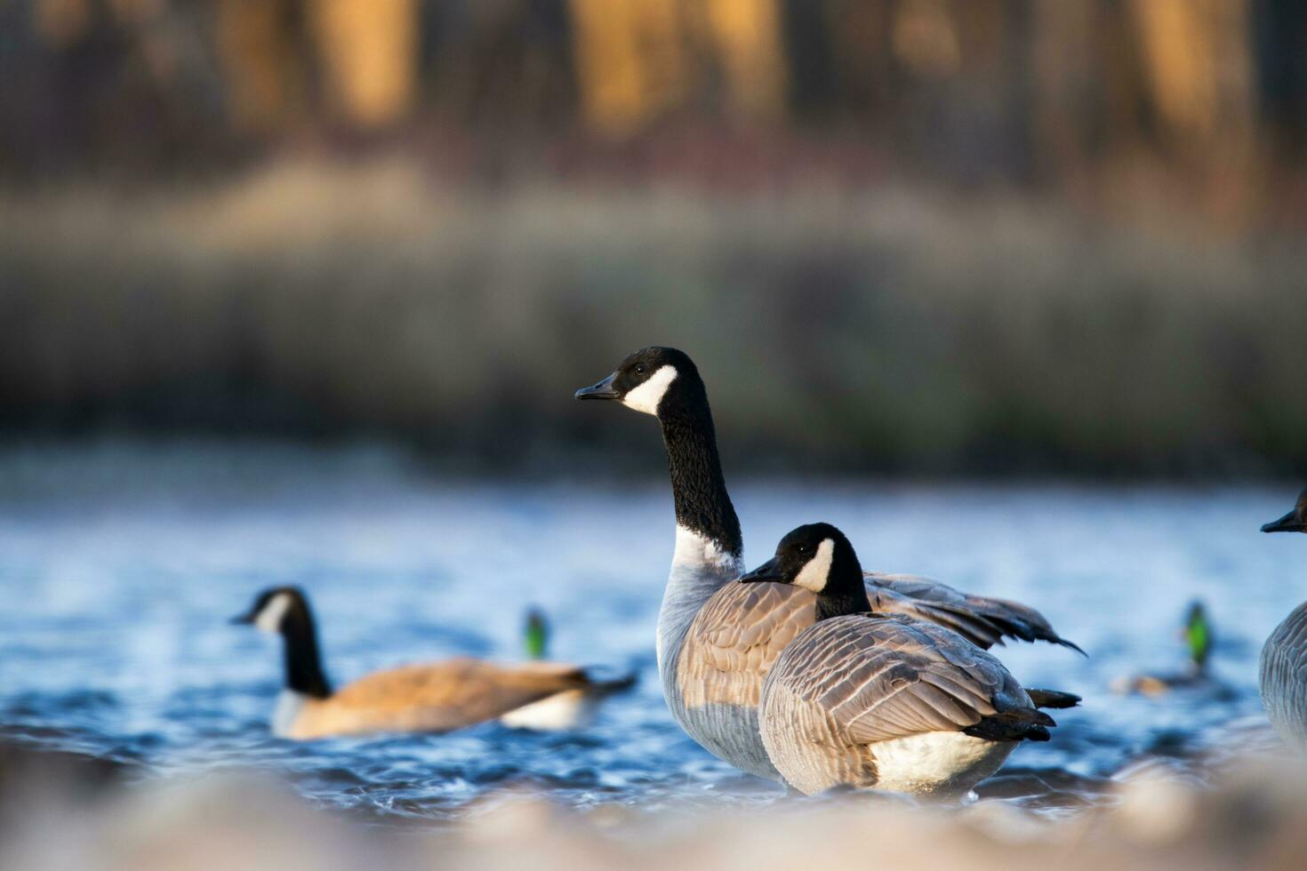 Geese sitting in a river photo