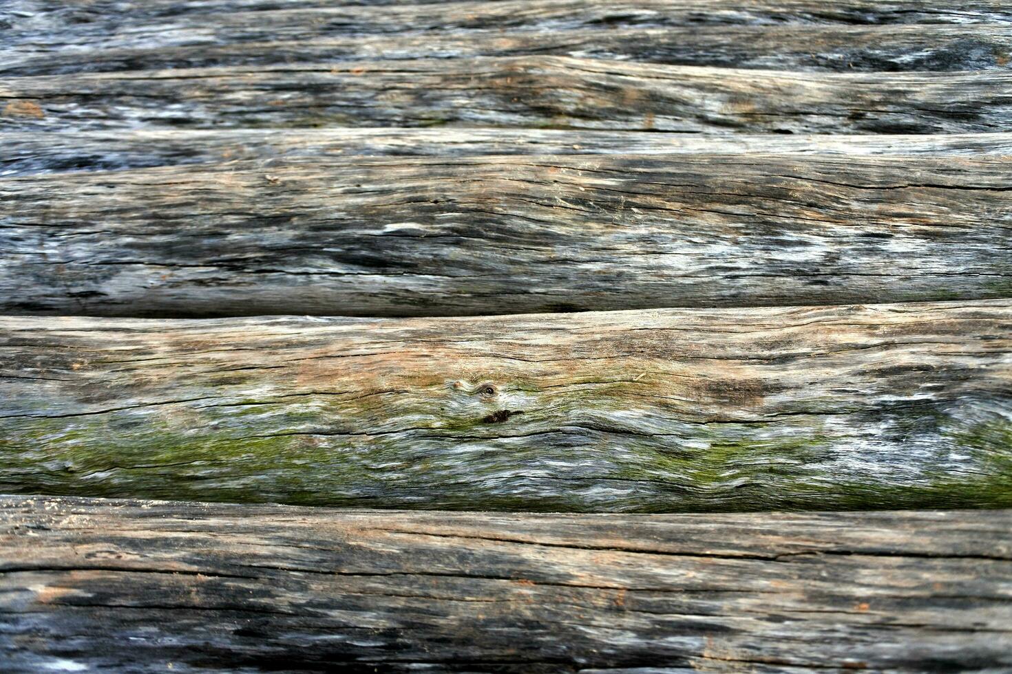 Wood texture Tree abstract background nature organic photo