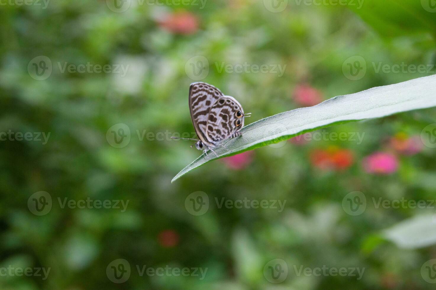 small butterflies perched on the tops of leaves. photo
