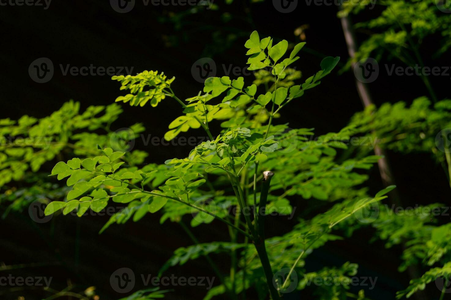 fresh Moringa leaves on the tree photo