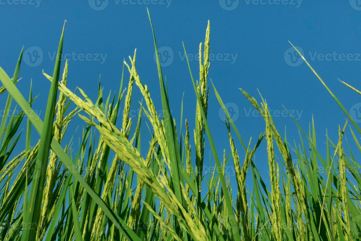 a close up of a green plant with a blue sky in the background photo