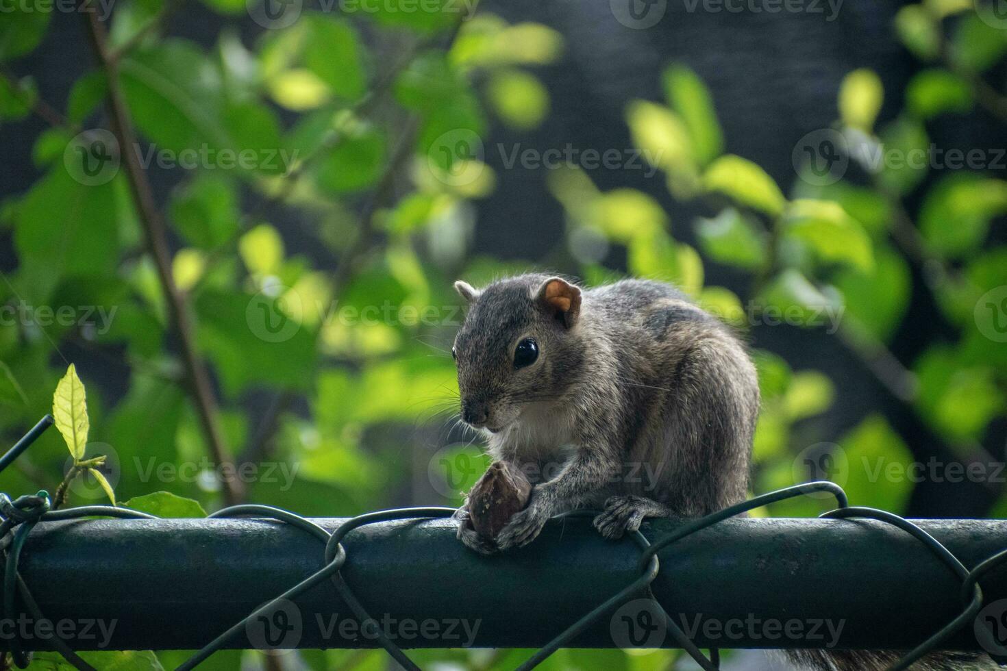 A picture of the Indian palm squirrel or three-striped palm squirrel eating a nut photo