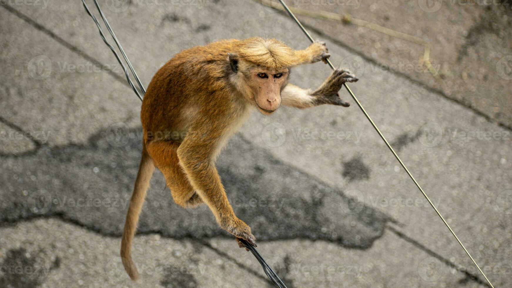 Picture of the toque macaque is a reddish brown coloured Old World monkey endemic to Sri Lanka photo