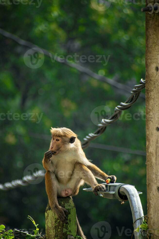 Picture of the toque macaque is a reddish brown coloured Old World monkey endemic to Sri Lanka photo