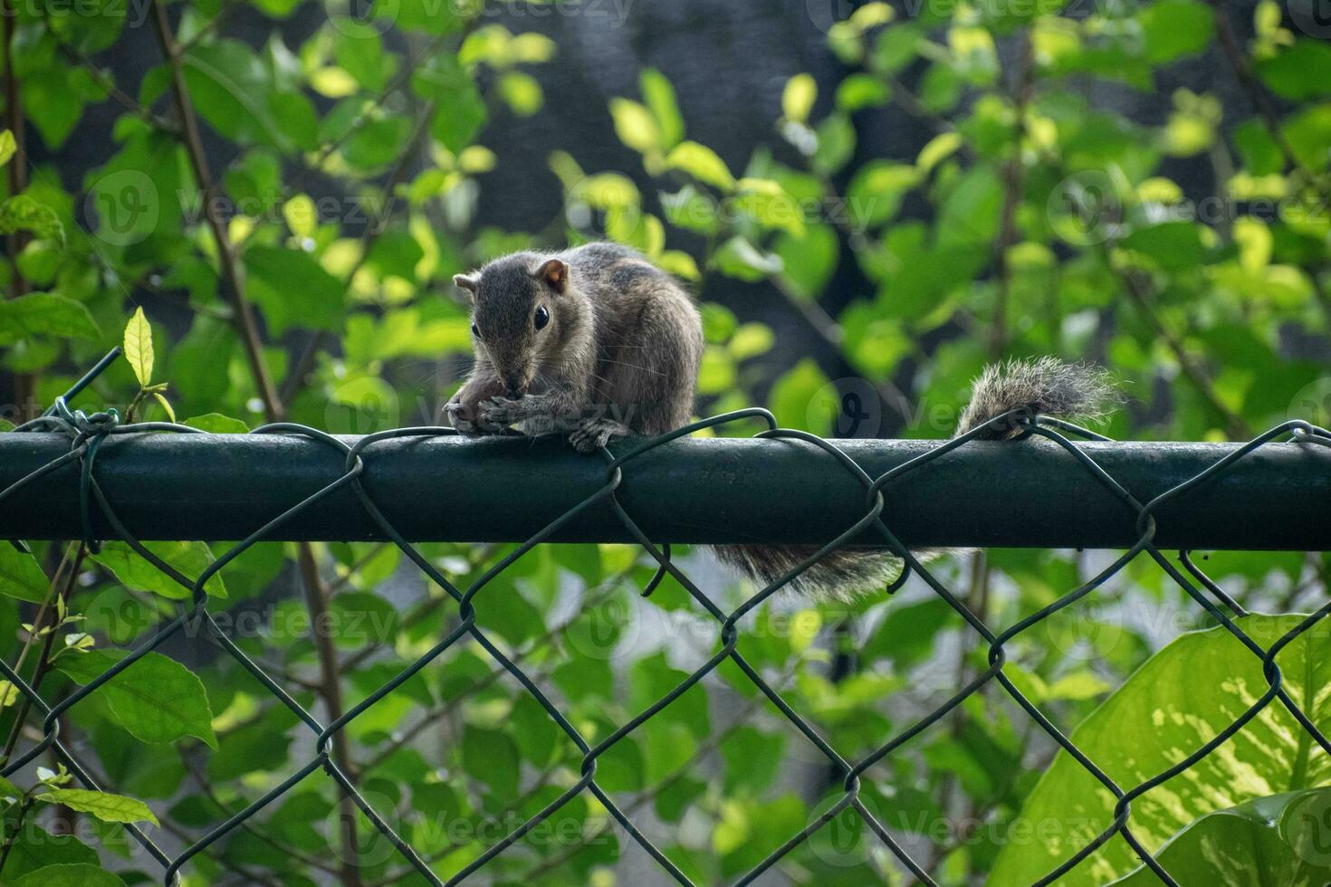 A picture of the Indian palm squirrel or three-striped palm squirrel eating a nut photo
