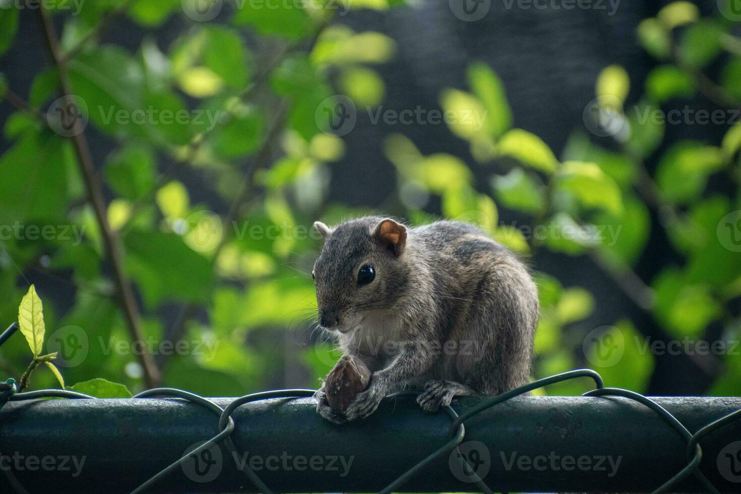 A picture of the Indian palm squirrel or three-striped palm squirrel eating a nut photo