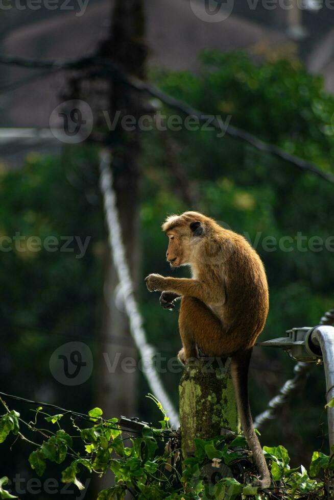 imagen de el gorro de cocinero macaco es un rojizo marrón de colores antiguo mundo mono endémico a sri lanka foto