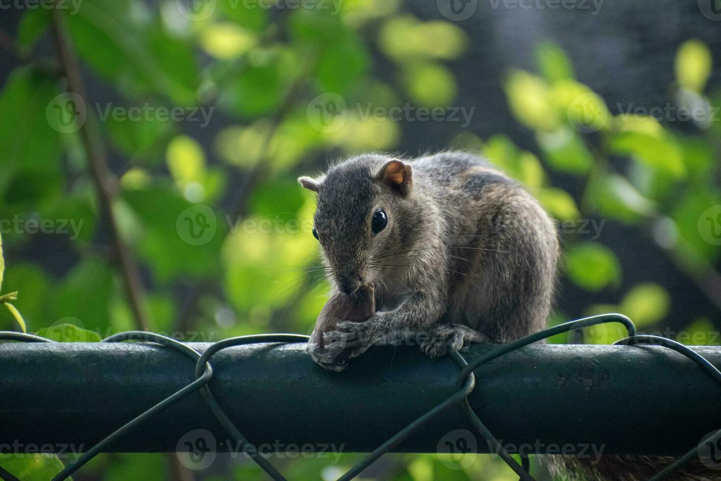 A picture of the Indian palm squirrel or three-striped palm squirrel eating a nut photo