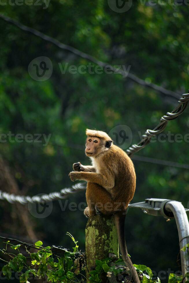 Picture of the toque macaque is a reddish brown coloured Old World monkey endemic to Sri Lanka photo