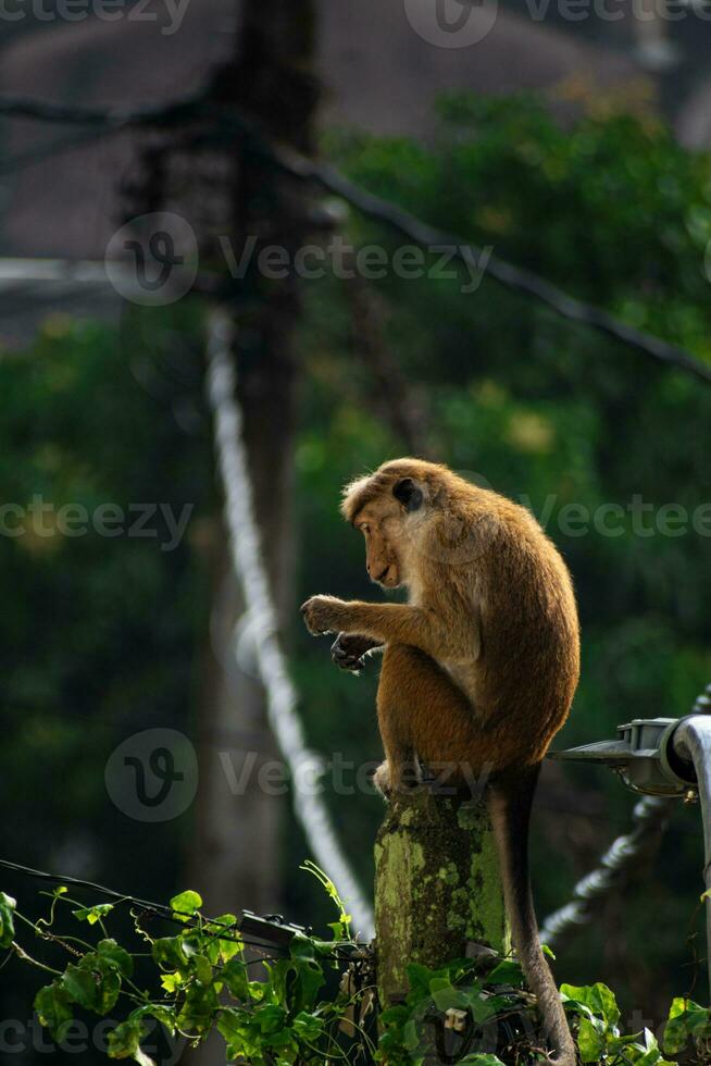 Picture of the toque macaque is a reddish brown coloured Old World monkey endemic to Sri Lanka photo