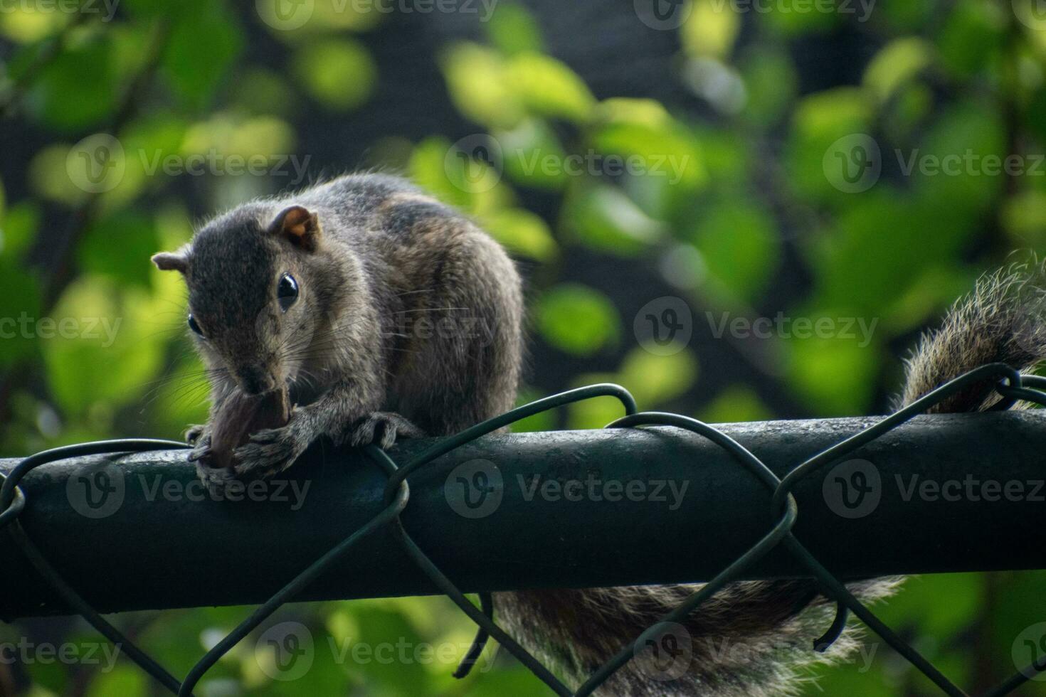 A picture of the Indian palm squirrel or three-striped palm squirrel eating a nut photo