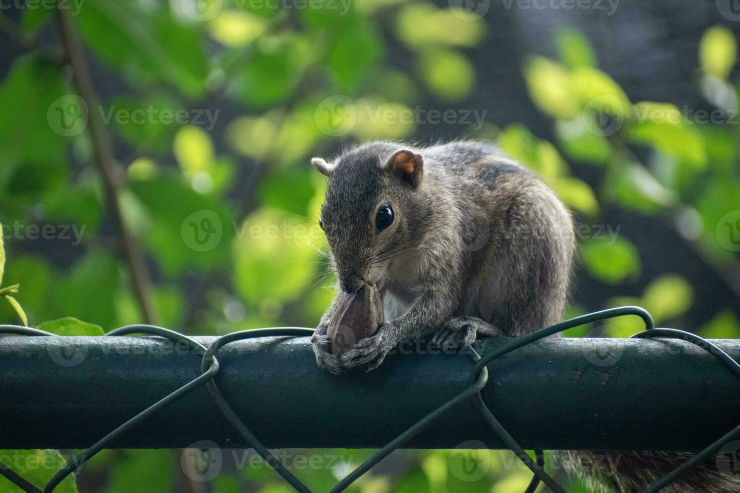 A picture of the Indian palm squirrel or three-striped palm squirrel eating a nut photo