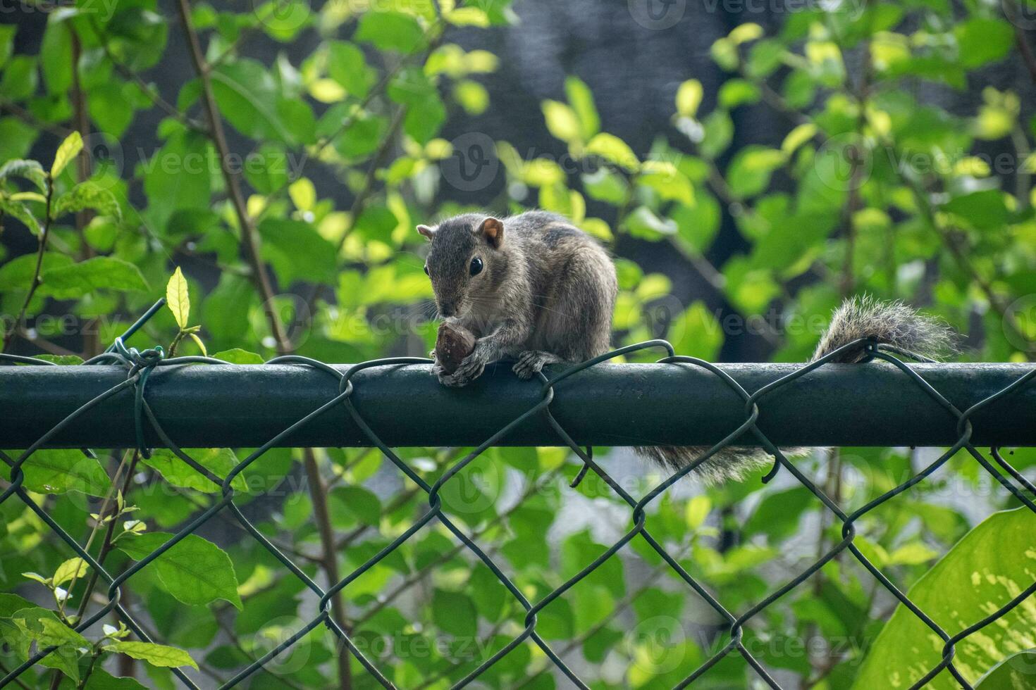 A picture of the Indian palm squirrel or three-striped palm squirrel eating a nut photo