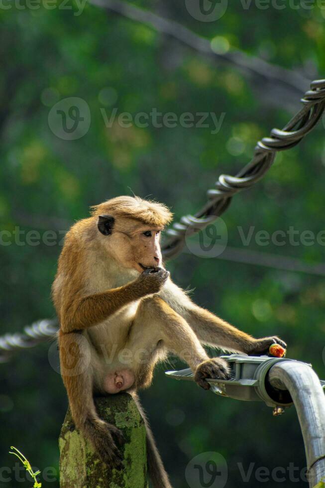 imagen de el gorro de cocinero macaco es un rojizo color marrón antiguo mundo mono endémico a sri lanka foto