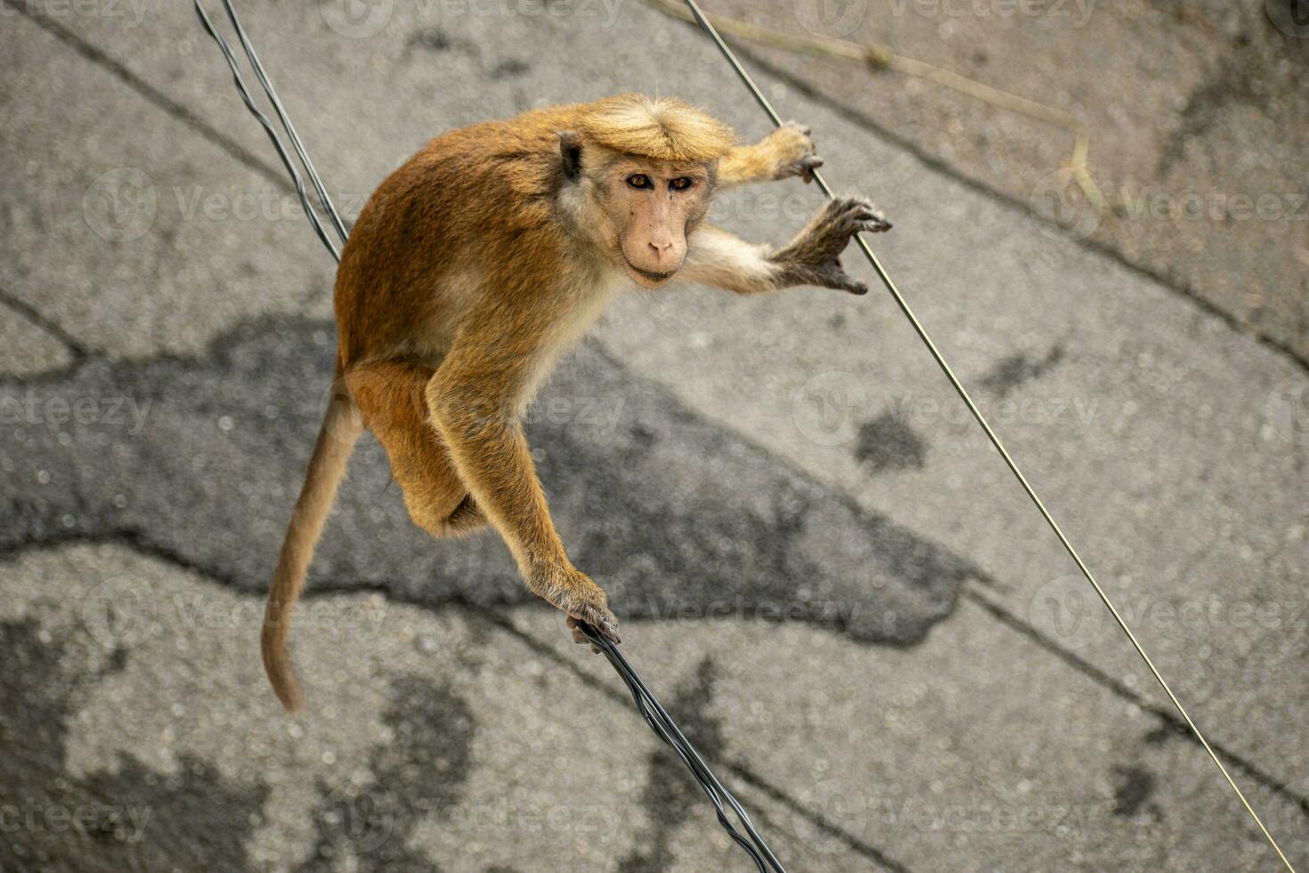 Picture of the toque macaque is a reddish brown coloured Old World monkey endemic to Sri Lanka photo