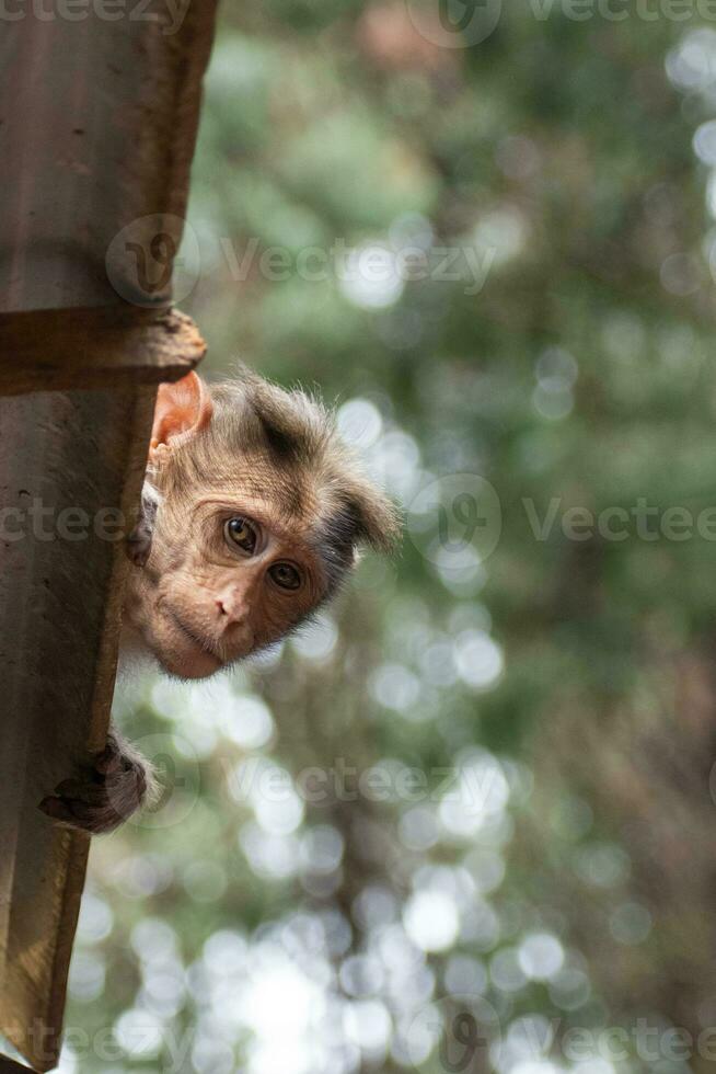 rhesus mono sentado y mirando alrededor foto