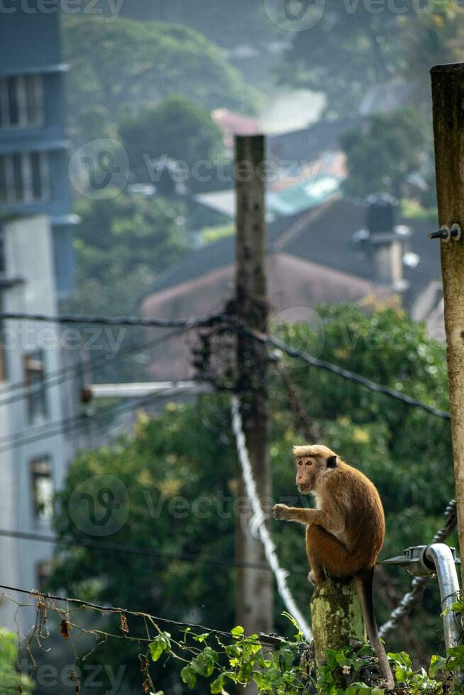 Picture of the toque macaque is a reddish brown coloured Old World monkey endemic to Sri Lanka photo