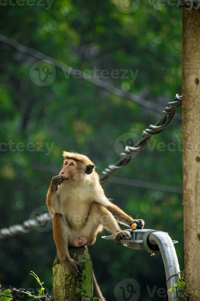 Picture of the toque macaque is a reddish brown coloured Old World monkey endemic to Sri Lanka photo