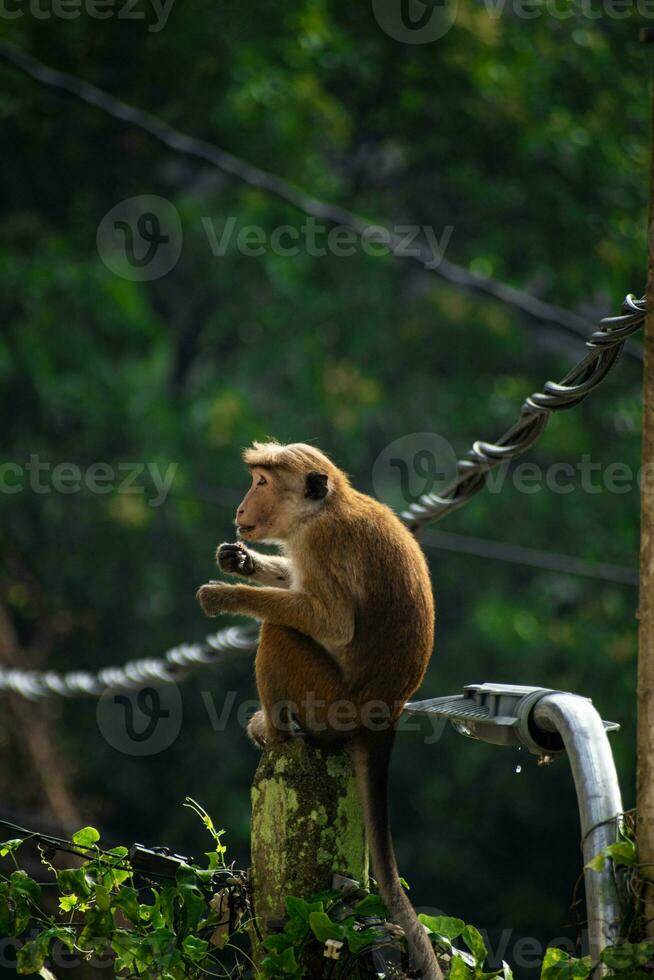 Picture of the toque macaque is a reddish brown coloured Old World monkey endemic to Sri Lanka photo