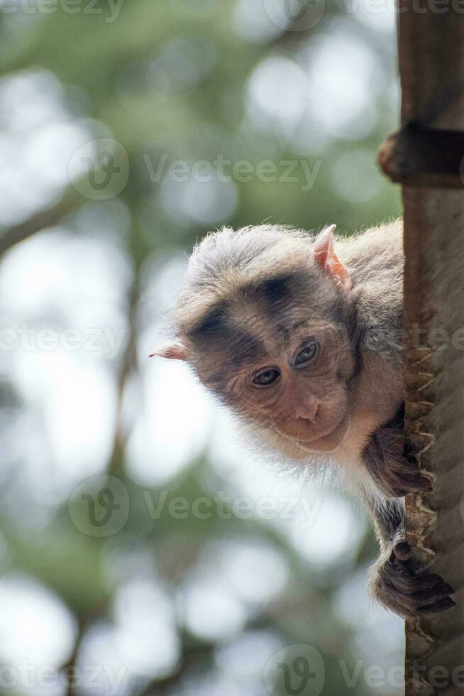 Rhesus Monkey sitting and looking around photo