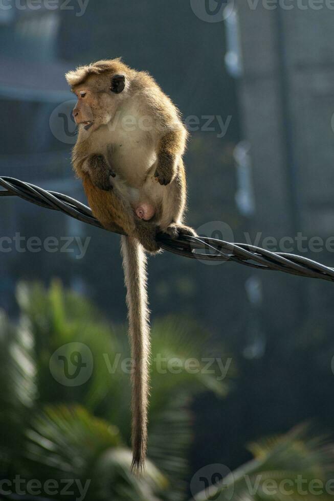 Picture of the toque macaque is a reddish brown-coloured Old World monkey endemic to Sri Lanka photo