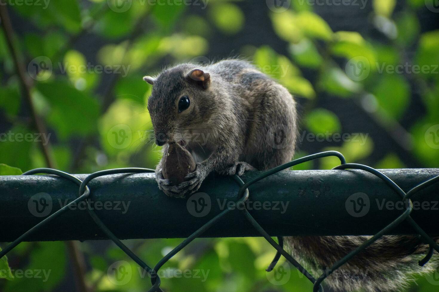 A picture of the Indian palm squirrel or three-striped palm squirrel eating a nut photo