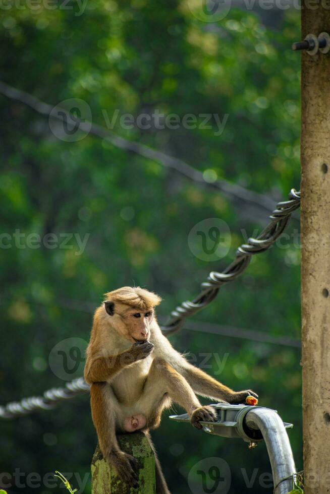 Picture of the toque macaque is a reddish brown coloured Old World monkey endemic to Sri Lanka photo