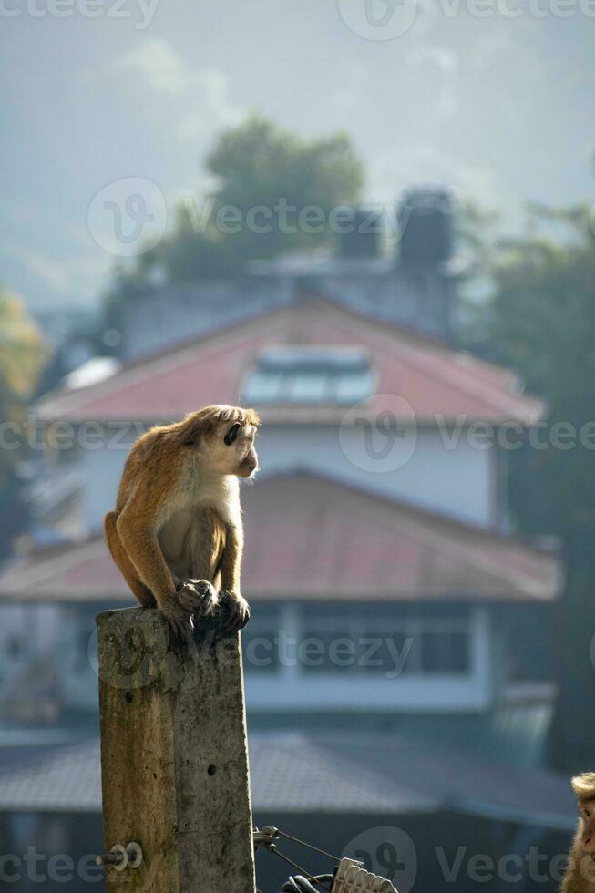 Picture of the toque macaque is a reddish brown coloured Old World monkey endemic to Sri Lanka photo