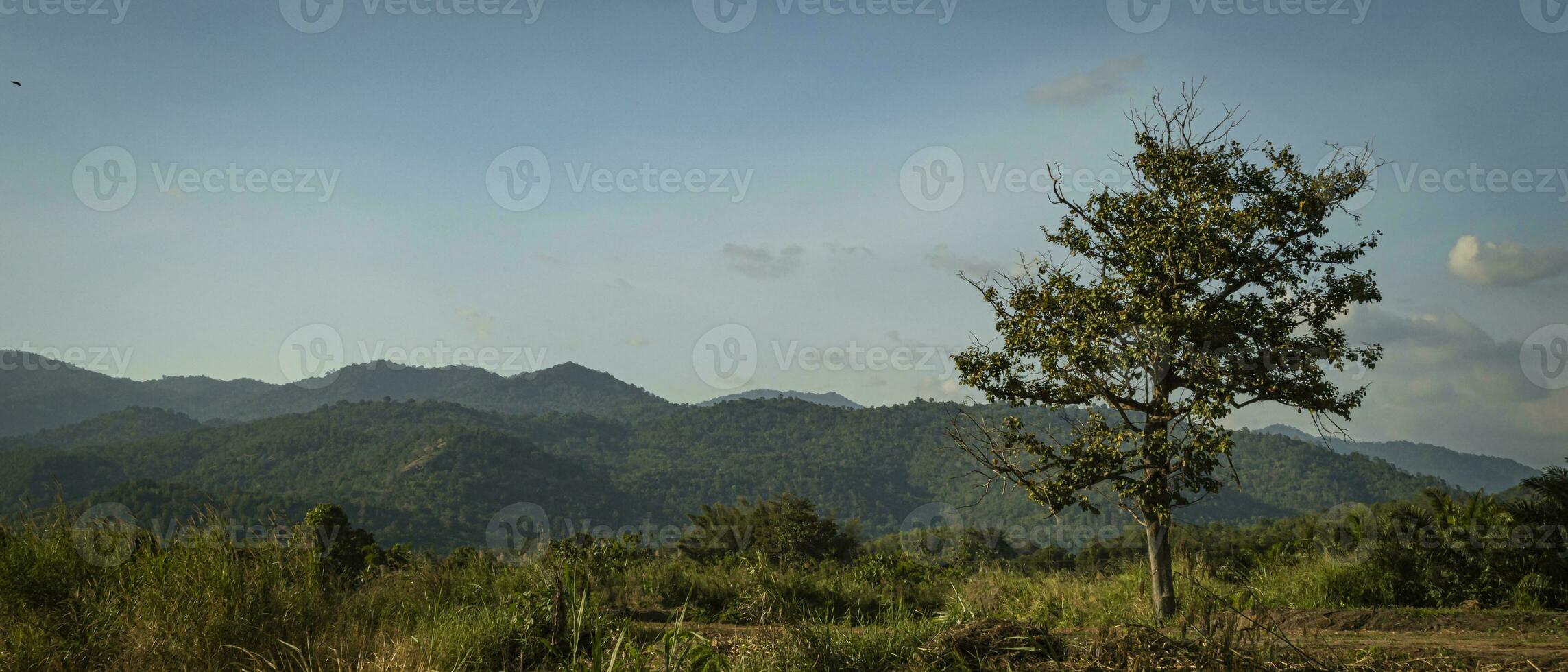 a lone tree in the middle of a field photo