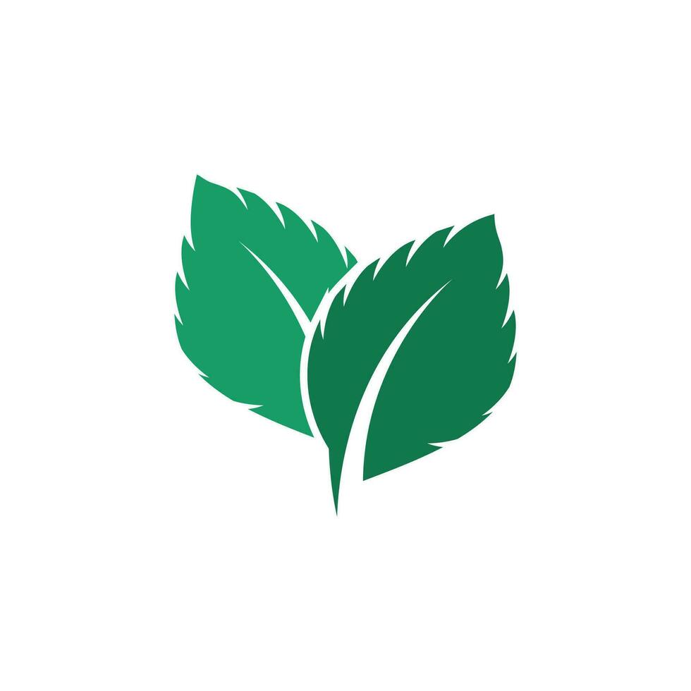 natural hoja menta logo vector modelo símbolo diseño